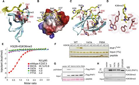 tudor h3|Structure of H3K36.